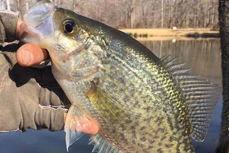 crappie caught in a lake