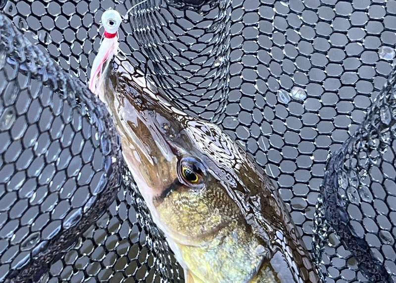 pickerel in the net