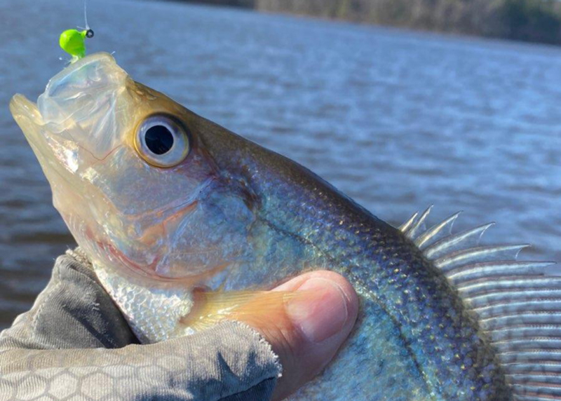 crappie fish