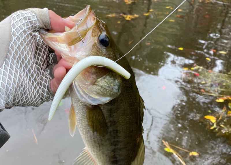 freshwater bass fishing report