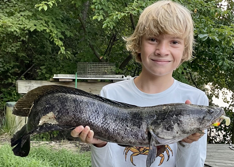 nice snakehead caught in maryland