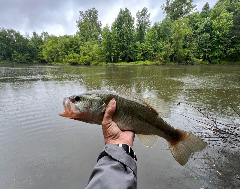 largemouth bass in a pond
