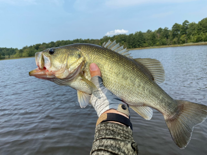 largemouth bass