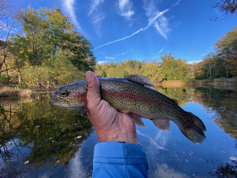 trout in a pond