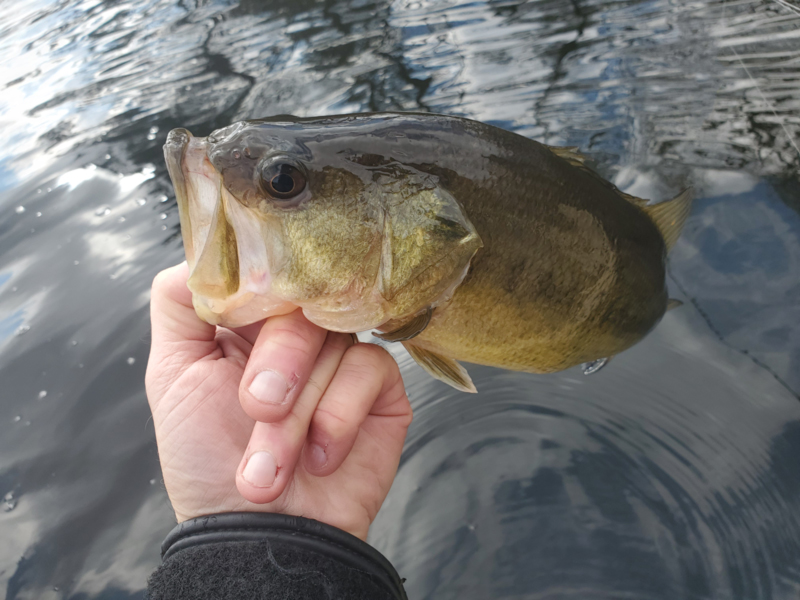 bass fish caught in lake
