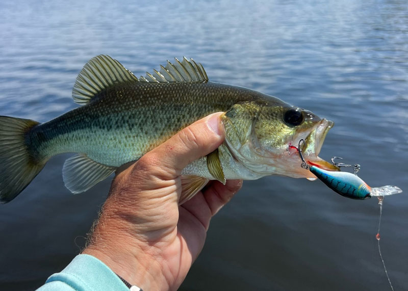 bass on flicker shad lure