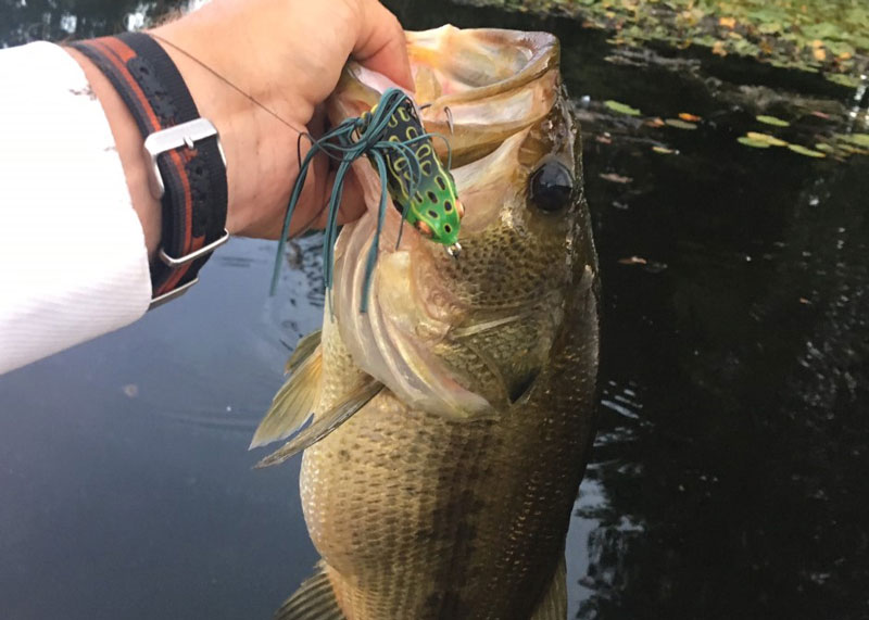 big bass on a topwater frog