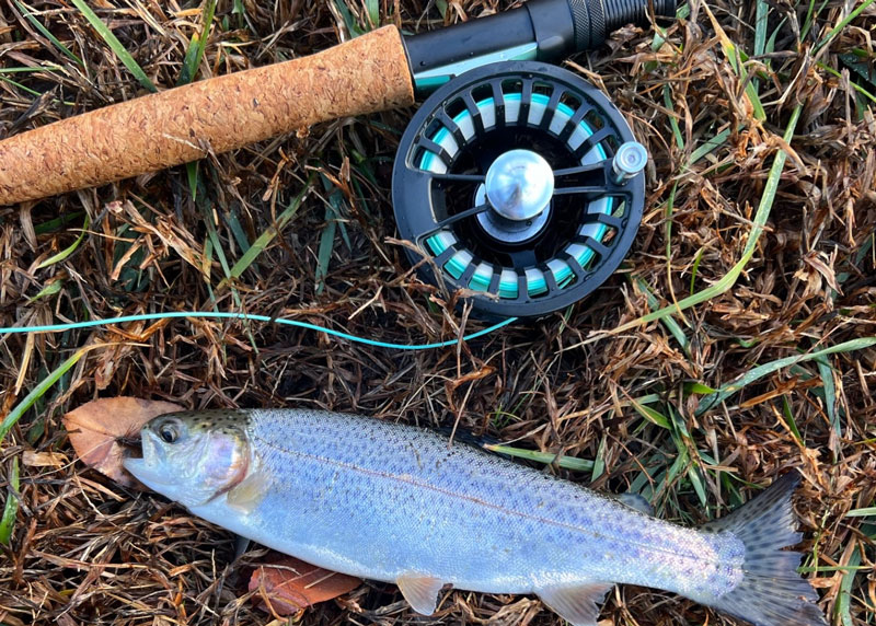 trout fly fishing