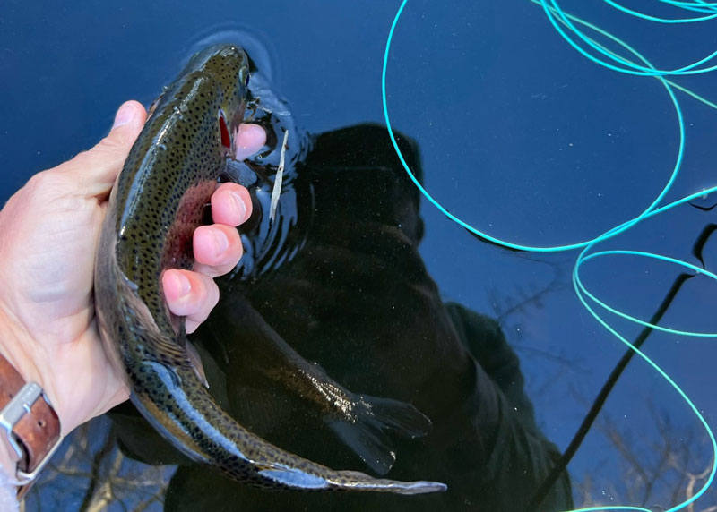 releasing a rainbow trout