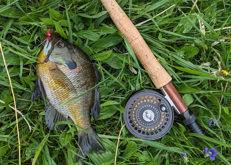 fly fishing for bluegills