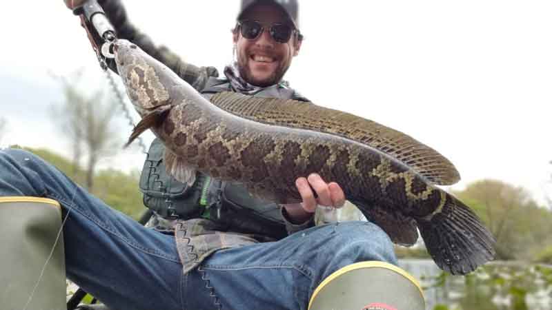 kayak angler with a snakehead