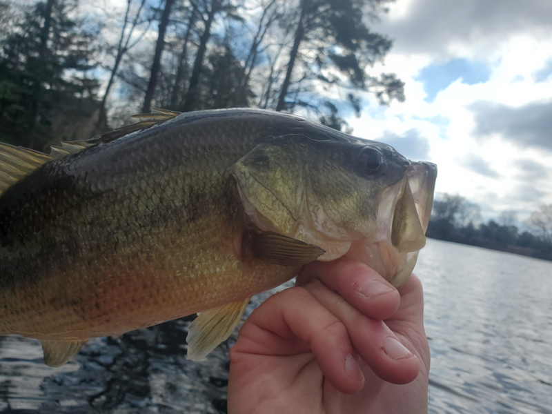 catching a bass