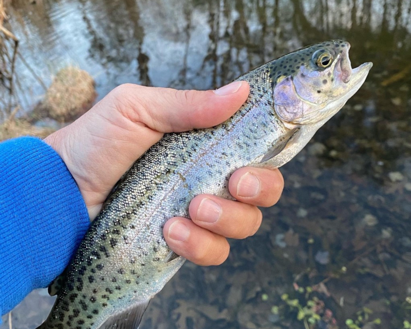 rainbow trout