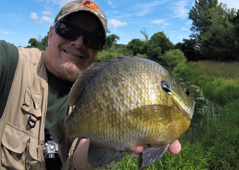 big bluegill