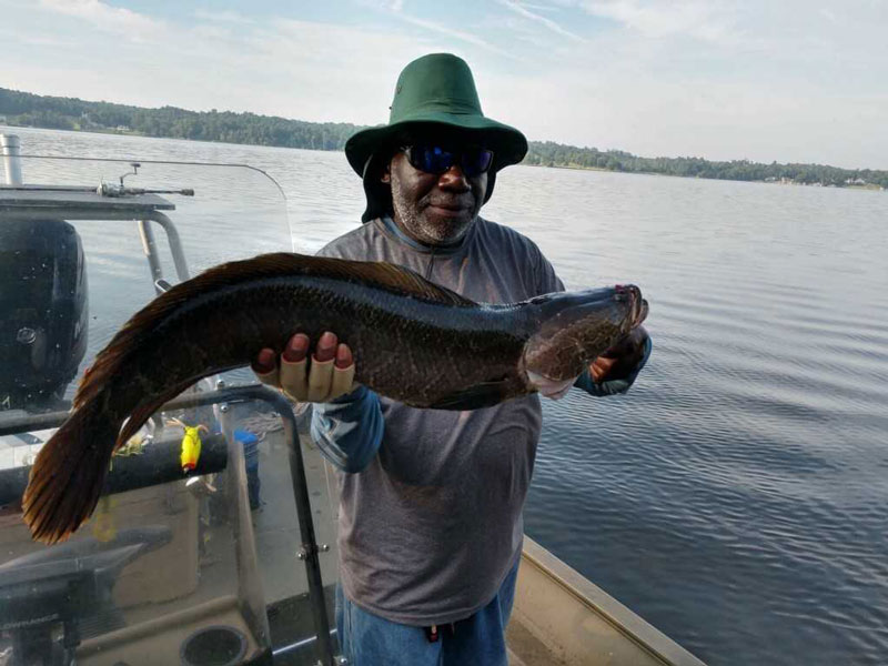 monster snakehead fish