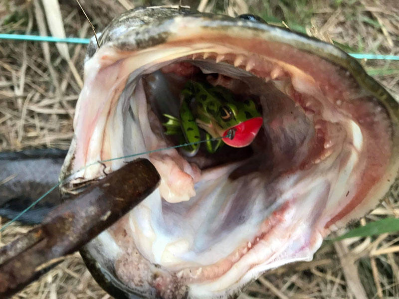 fishing with a frog lure