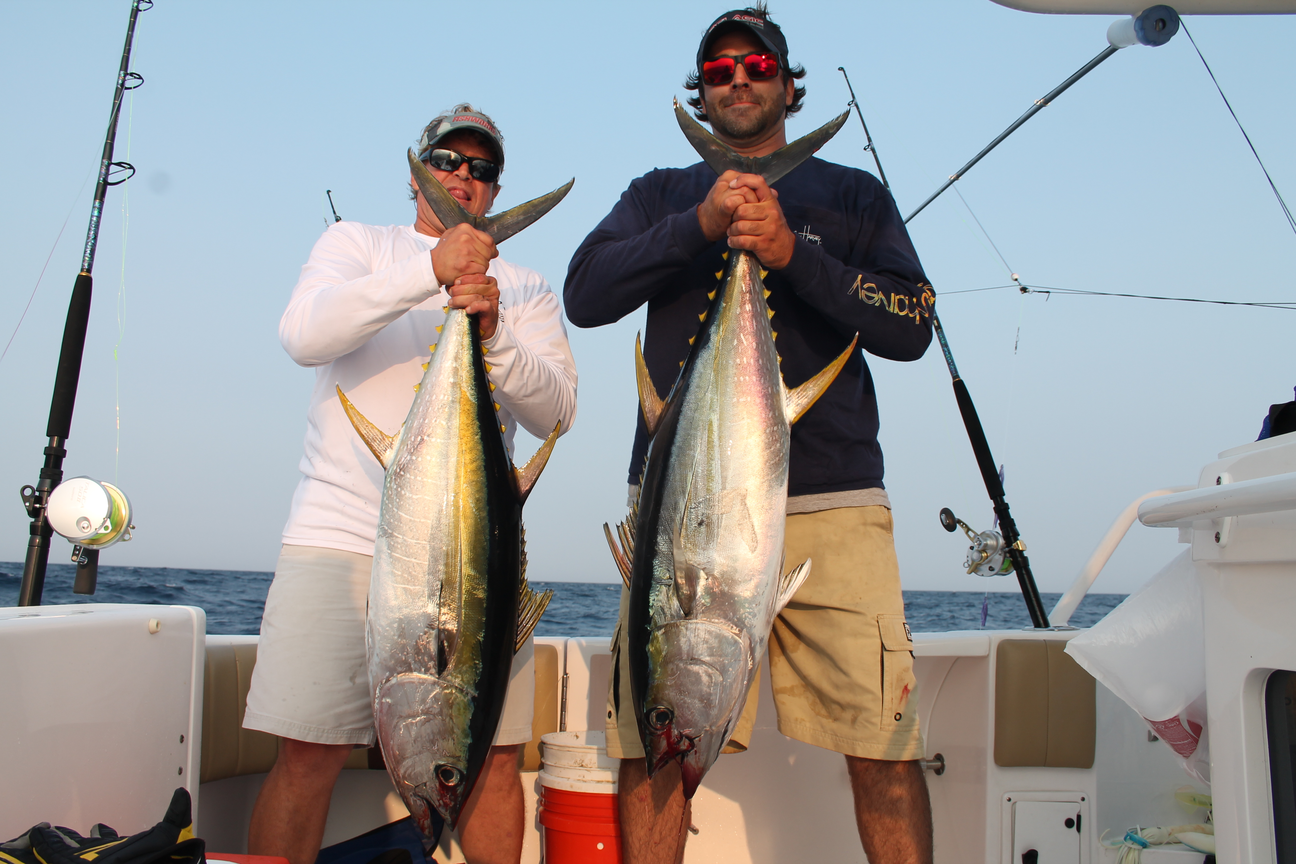 yellowfin tuna