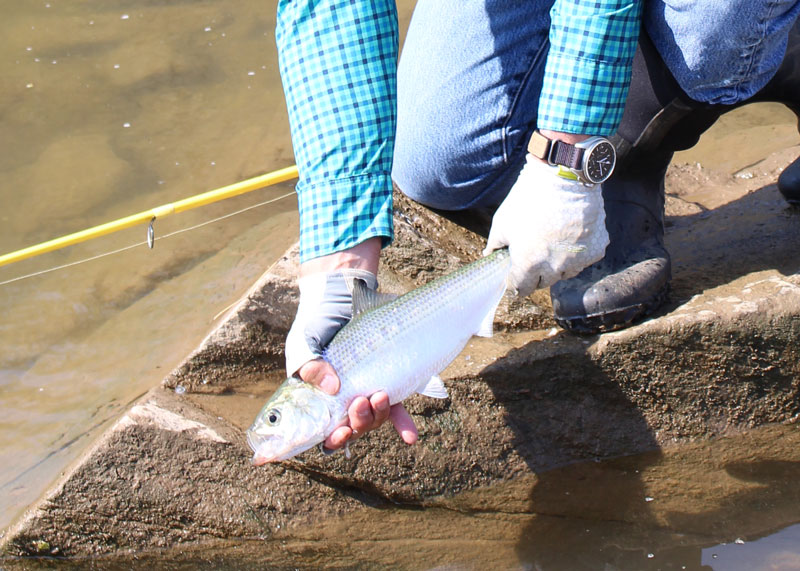 hickory shad in the potomac