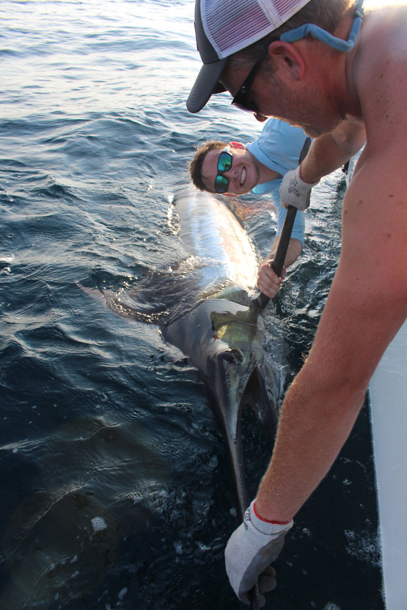 billing a huge blue marlin