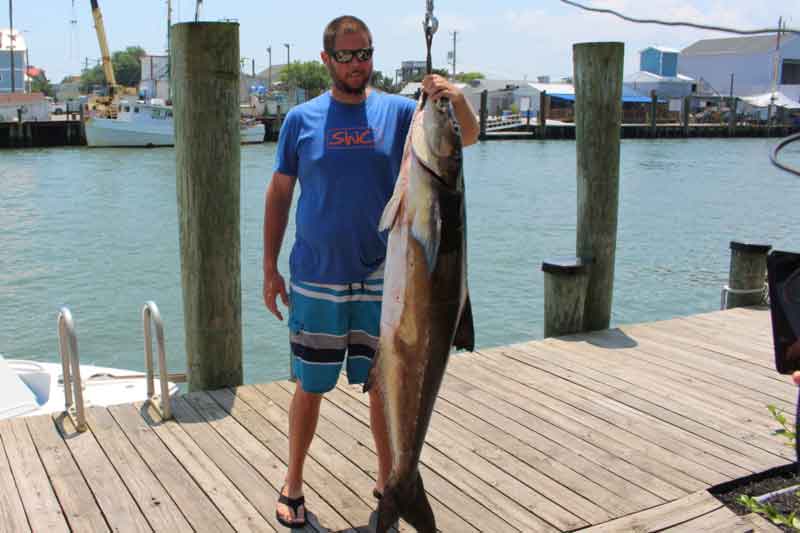 huge cobia fish