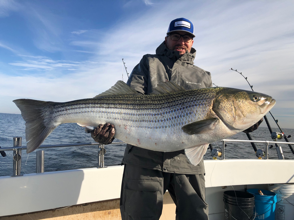huge striped bass caught in chesapeake bay