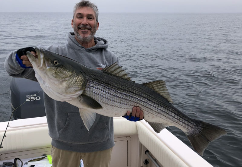 trophy striper caught and released in the chesapeake bay