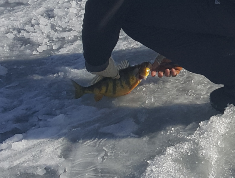 yellow perch ice fishing