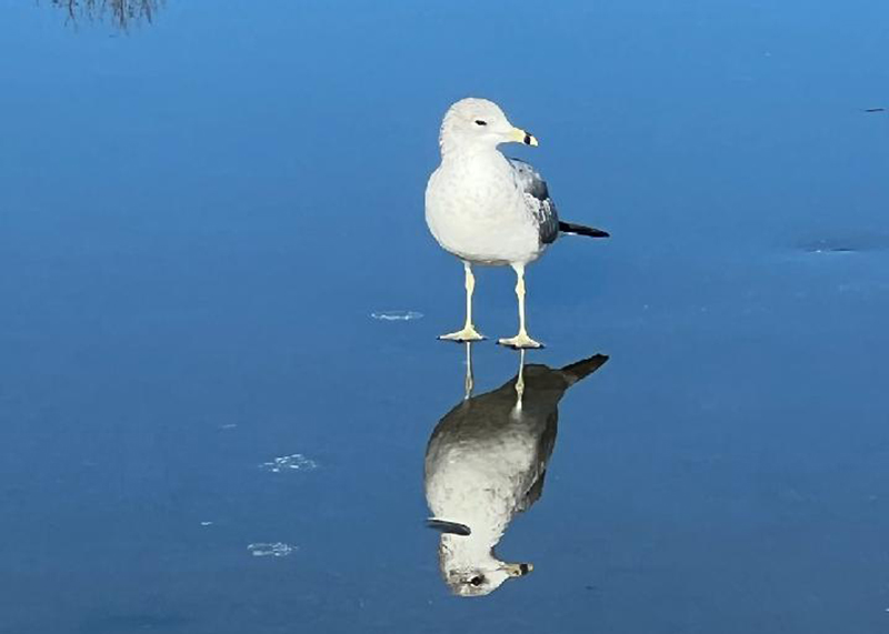 seagull standing on ice