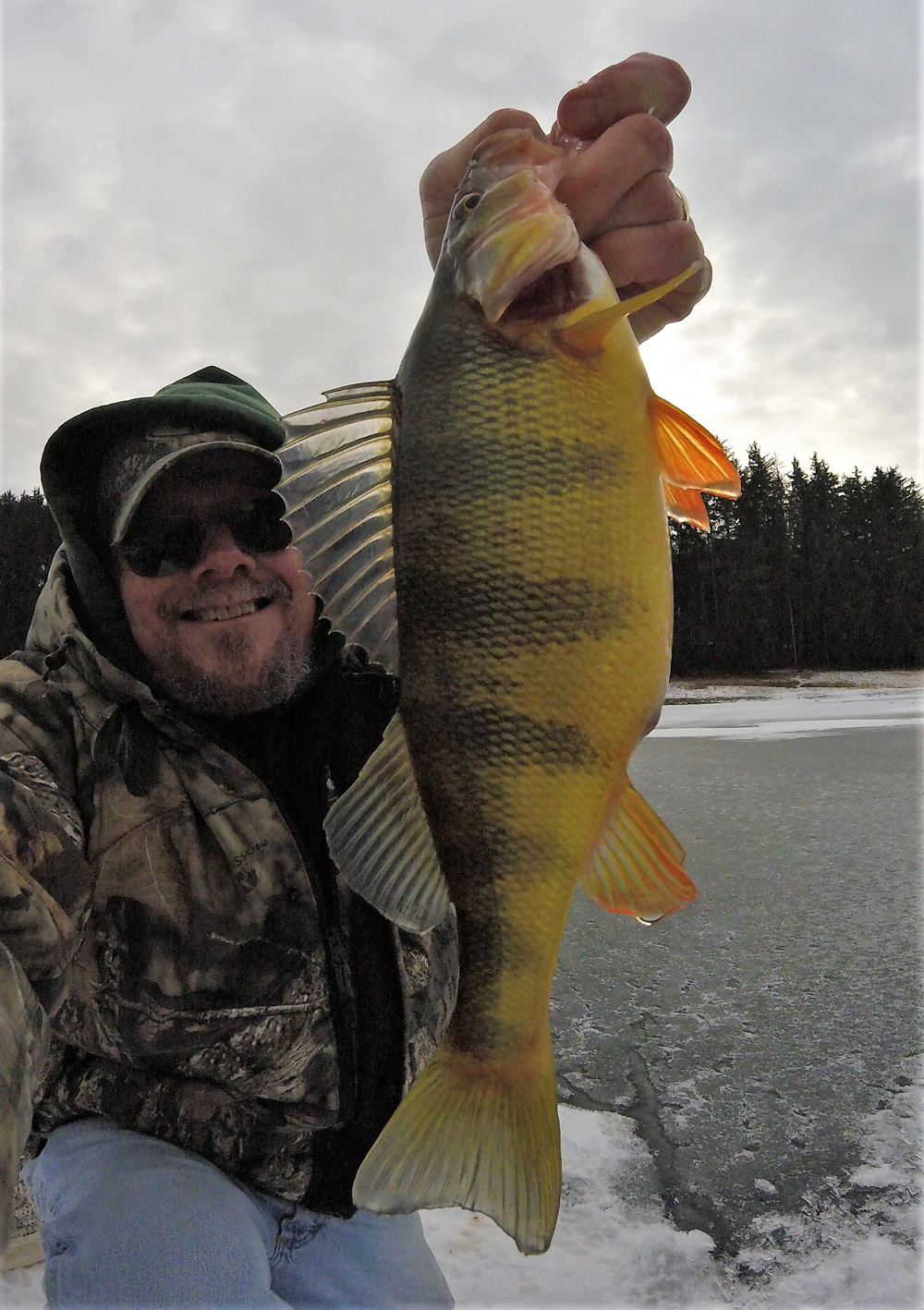 giant yellow perch caught while ice fishing