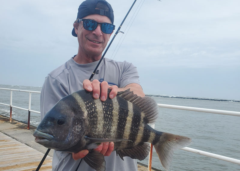 angler with a sheepshead he caught at the inlet