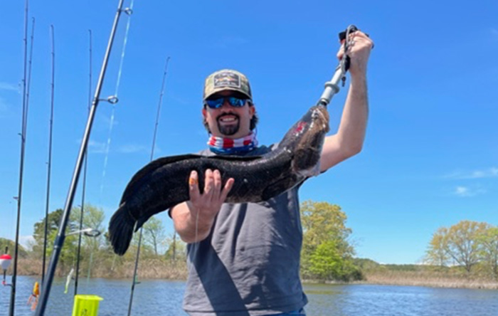 snakehead fish