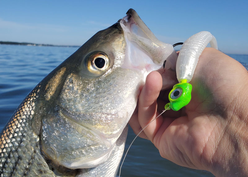 fishing lure jig head