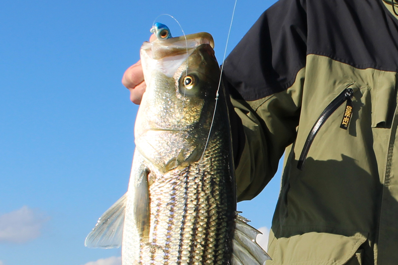 striped bass on a jig