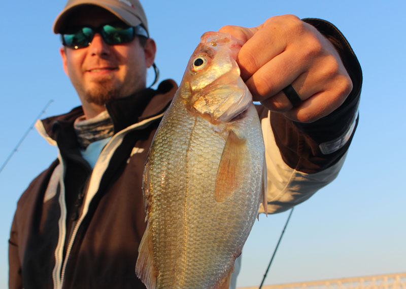 perch catching spoons