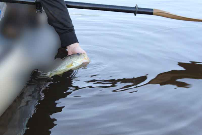 releasing a fish