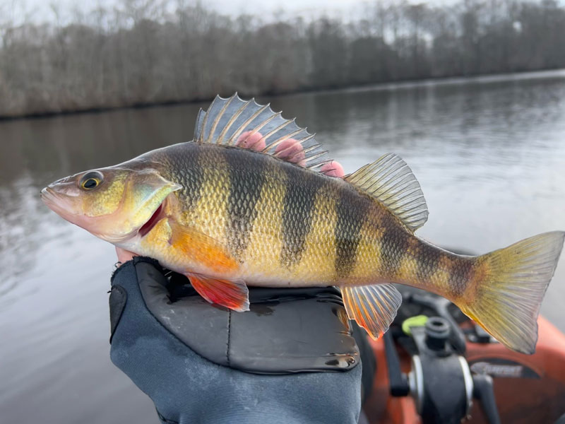 perch caught on a kayak