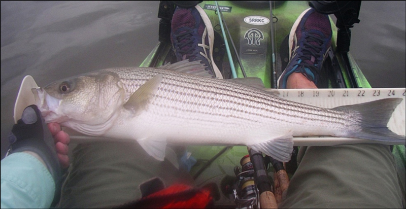 kayak fishing striper