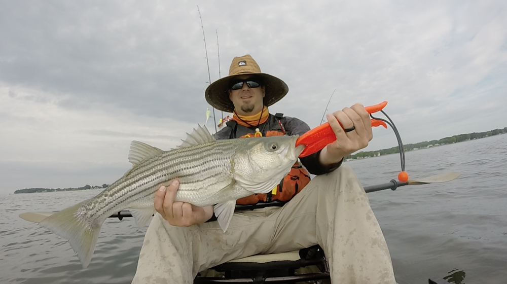 middle chesapeake bay fishing report, june 2018 fishtalk