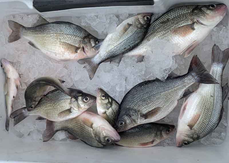 white perch in cooler