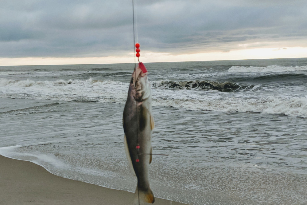 Bigger Flounder on the Wrecks - Ocean City MD Fishing