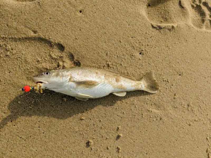 kingfish on the beach