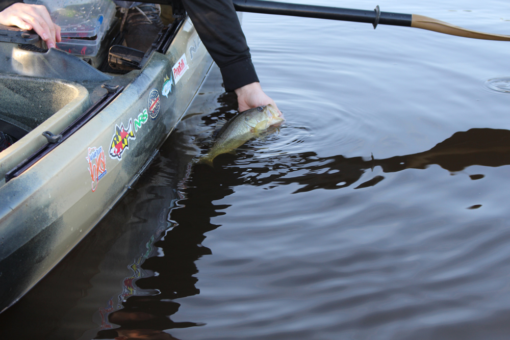 largemouth bass fishing from a kayak