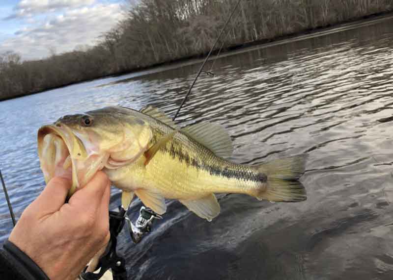 largemouth bass prior to release