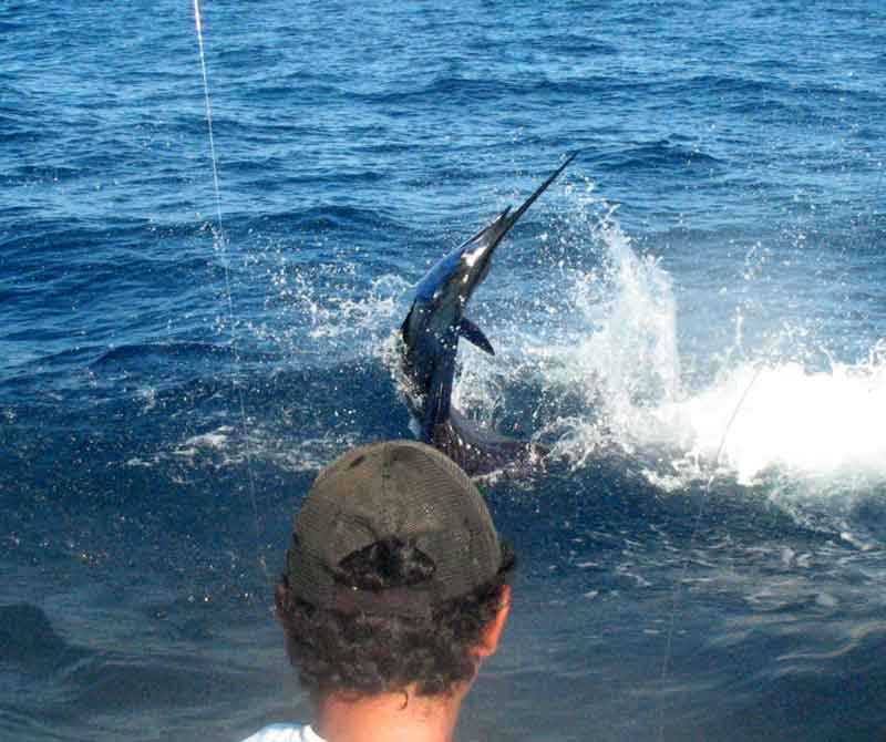 marlin jumping while fishing