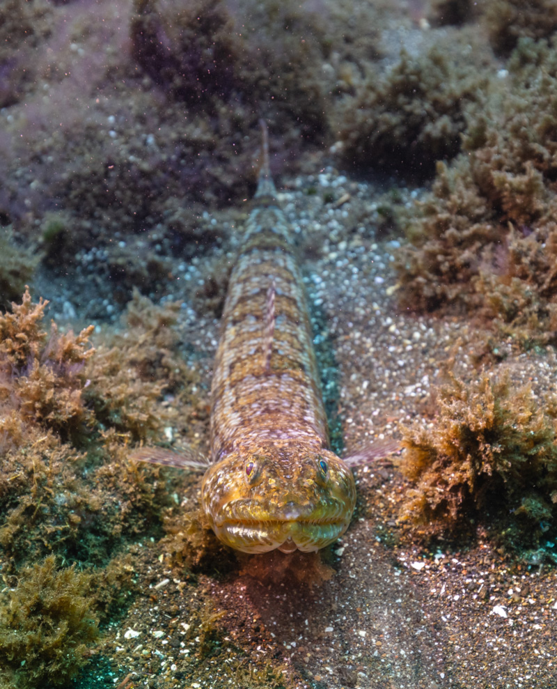 a lizardfish