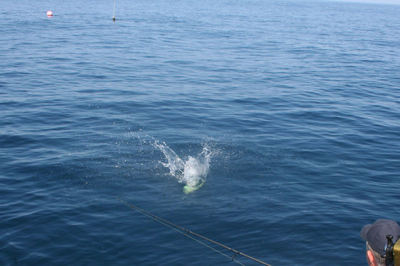 Lobster pot floats in the ocean with fish around them