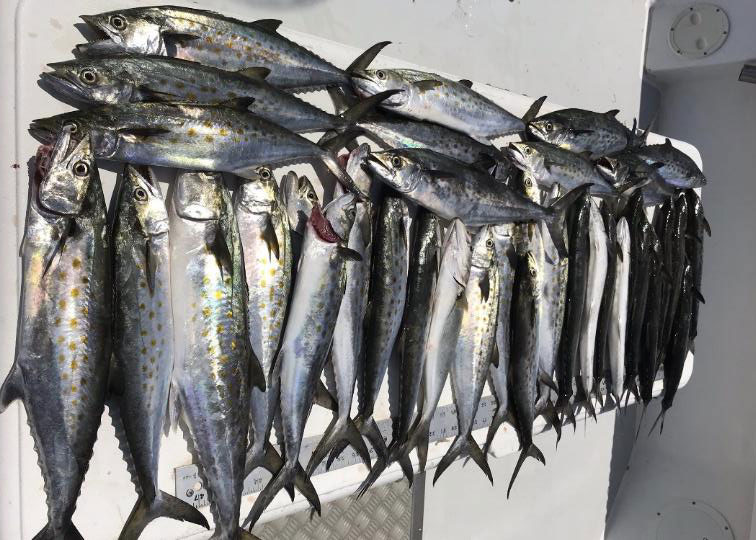 spanich mackerel caught fishing in the bay