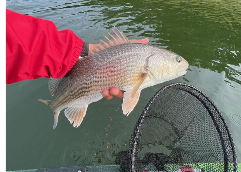 piankatank red drum