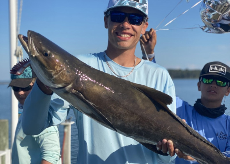 cobia reeled up in the lower bay