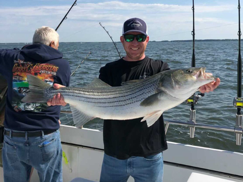 lower chesapeake bay rockfish